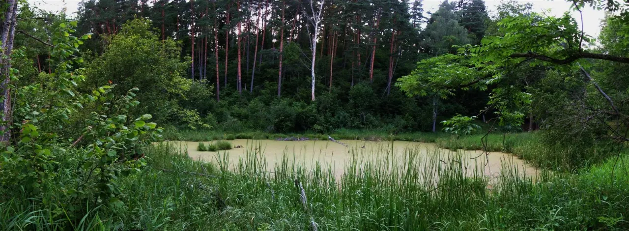 Anykščių šilelis